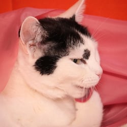Bastet the Cat 2012 Teil 04
