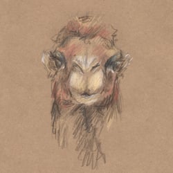 “DROMEDAR” Tierportrait – Buntstift