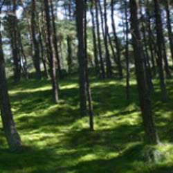 wald