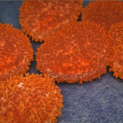 Schweinegrippe Virus