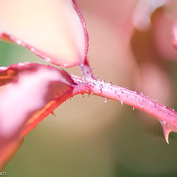 Blumenbild (42 von 60)