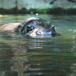 Flusspferd im Wasser