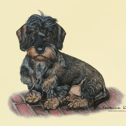 Dackelchen