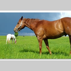 Esref Yilmaz/Fotografie: Tiere
