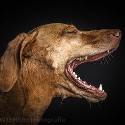Magyar Vizsla