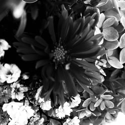 Flower Power / 2022