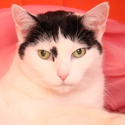 Bastet the Cat 2012 Teil 03