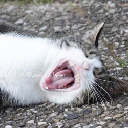 CAT AUG. 2014