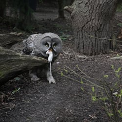 Eule, Kölner Zoo