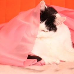 Bastet the Cat 2012 Teil 03