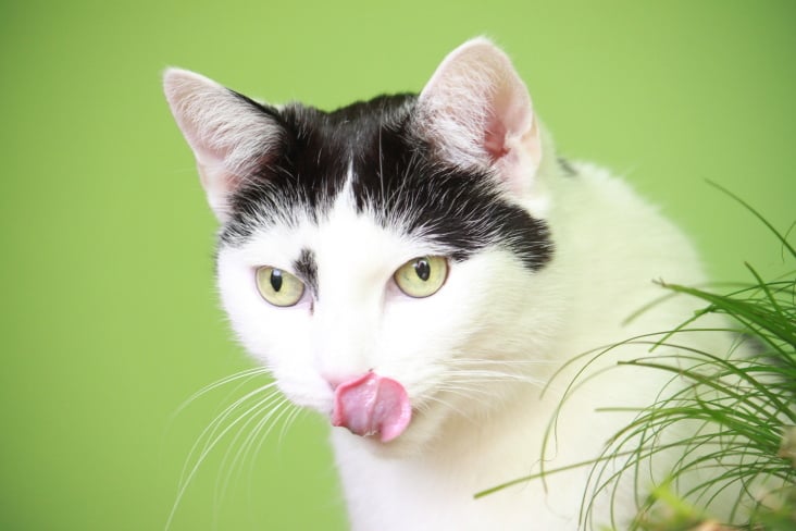 Bastet the Cat 2012 Teil 02