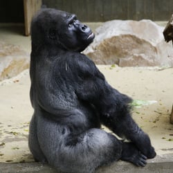 Gorilla, Silberrücken, Zoo Krefeld