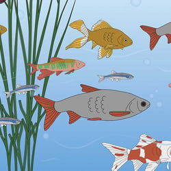 Vektorgrafik – Fische