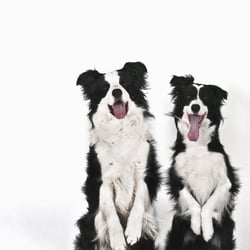 Hirtehund