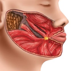 Zahntechnische Illustration