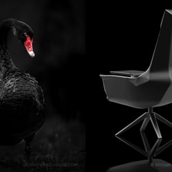 Inspiration Schwan