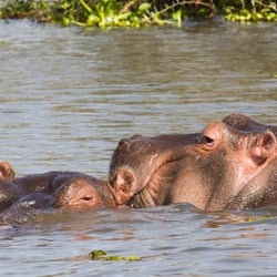 lake naivasha bootssafari9