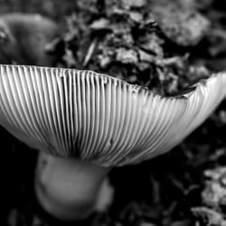 pilz welt7