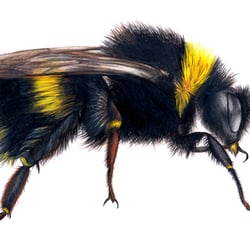 Hummel