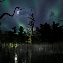 Swamp
