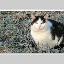Esref Yilmaz/Fotografie: Tiere