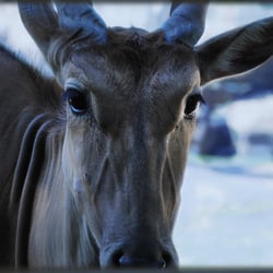 animals2