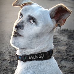 Hundskerl