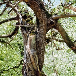 OLIVENBAUM – Johannes Ziegler Analoge Fotografie