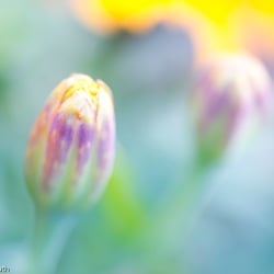 Blumenbild (39 von 60)