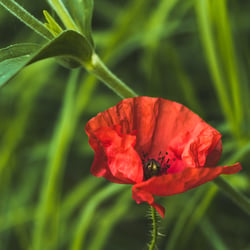 Mohnblume