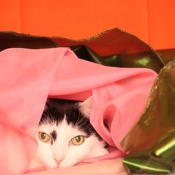 Bastet the Cat 2012 Teil 04