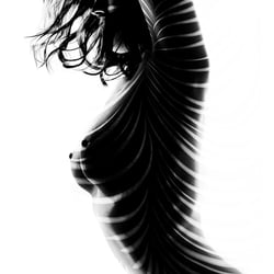 zebra-dynamic-small(1)