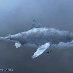Great White Shark