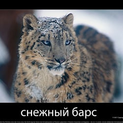 Schneeleopard