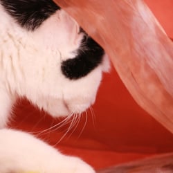 Bastet the Cat 2012 Teil 02