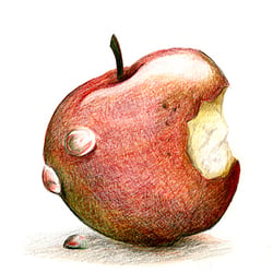 Apfel