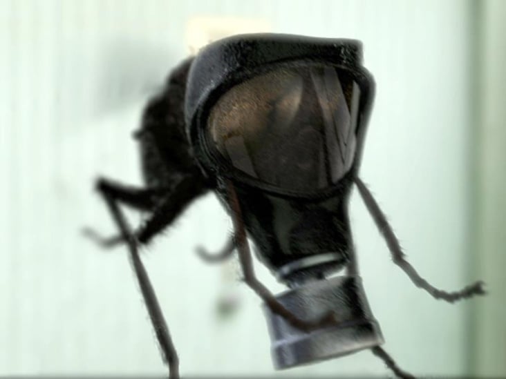 Crazy Fly