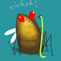 Kartoffelfliege
