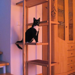 Cat Tower (Esche)