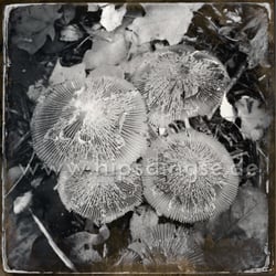 Herbst – Pilze am Wegesrand