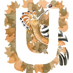 Wiedehopf aus „Das fliegende Alphabet“, 2020, Aquarell und Tusche