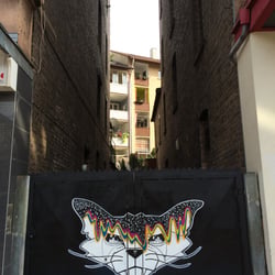 Miss the Cats
