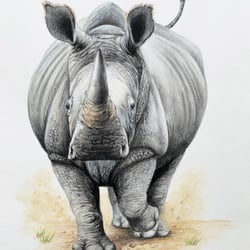 Nashorn / Buntstift