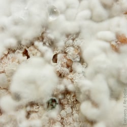 Fotografie aus der Reihe „Rhizopus“