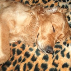 tigerdecke 1
