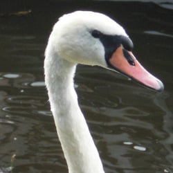 Swan 1