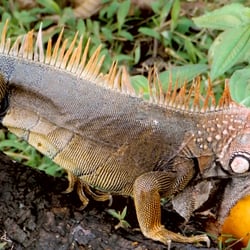 Costa Rica – Wildlife