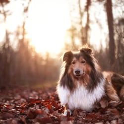 Tierfotografie