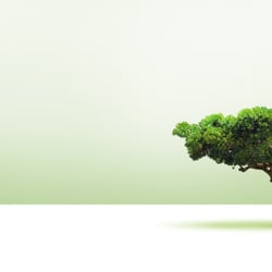 Bonsai