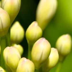 Blumenbild (16 von 60)